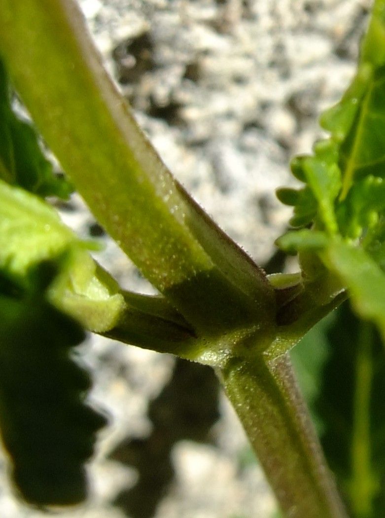 Scrophularia glabrata bark