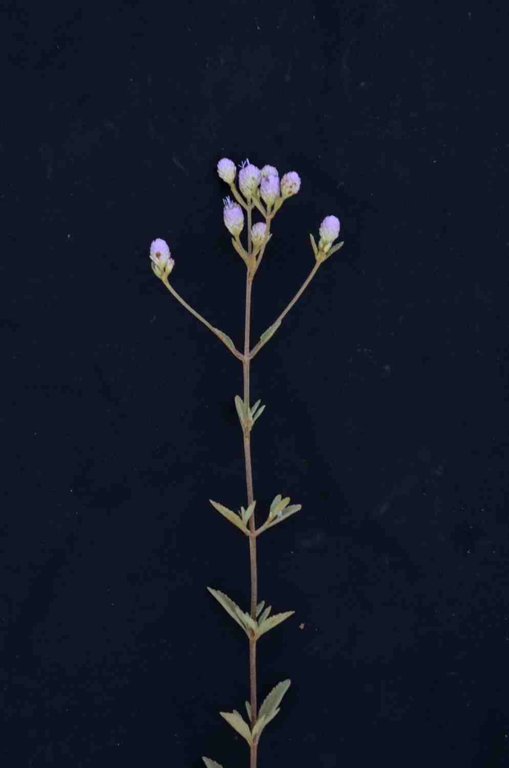 Chromolaena horminoides — search result for 'Chromolaena'