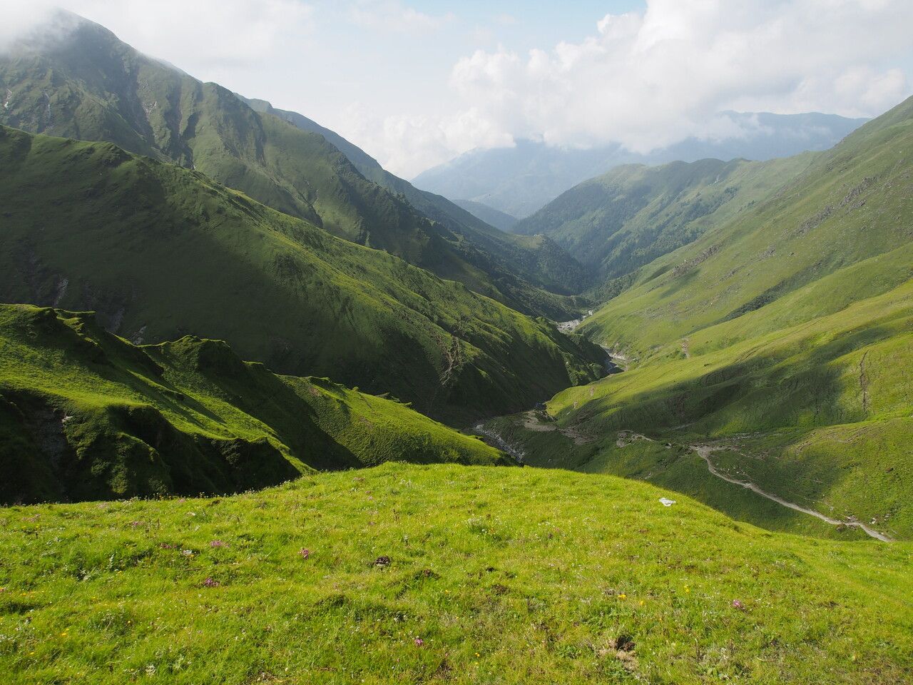 Pedicularis roylei other