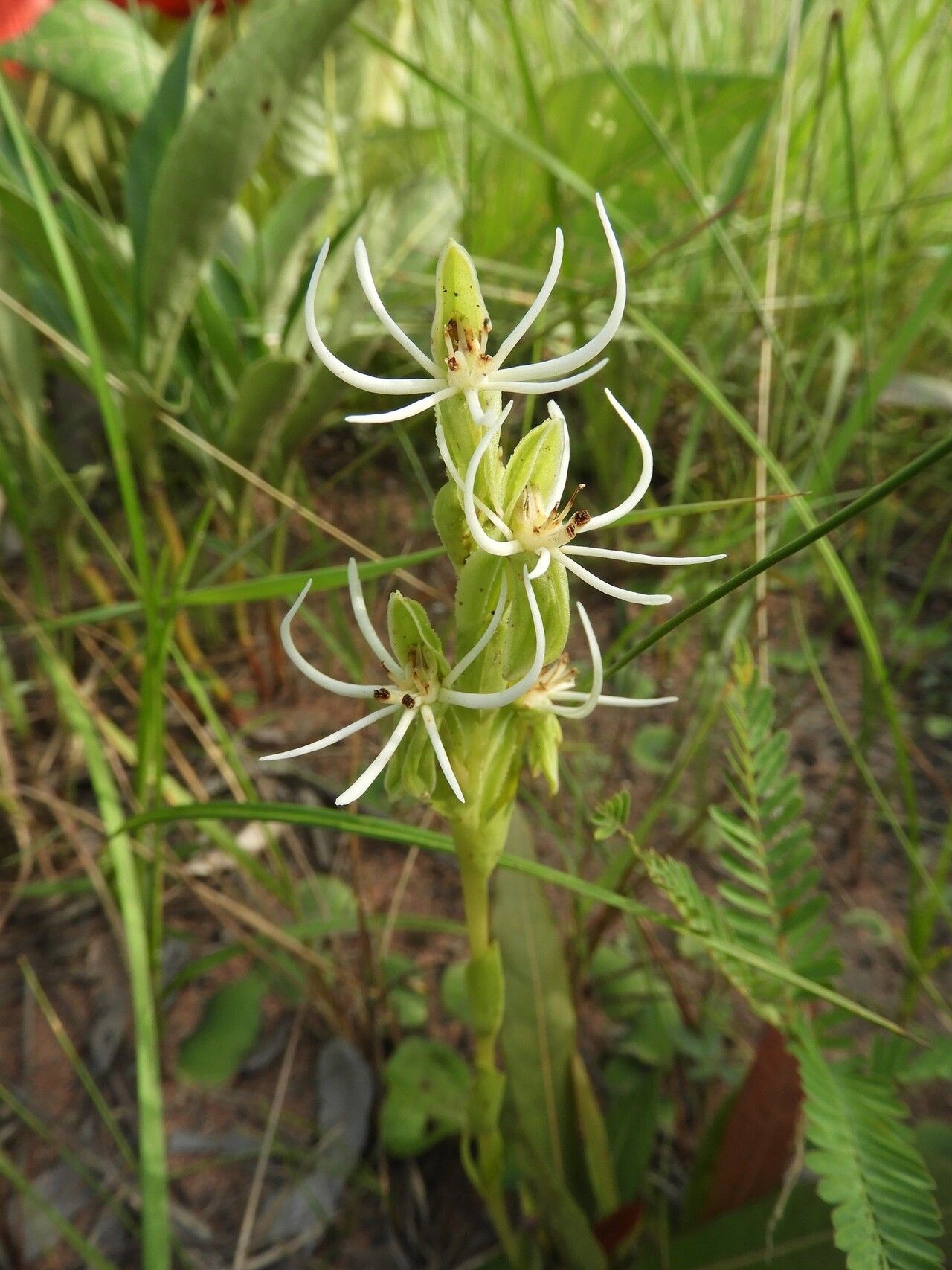 Habenaria verdickii — houseplant care guide