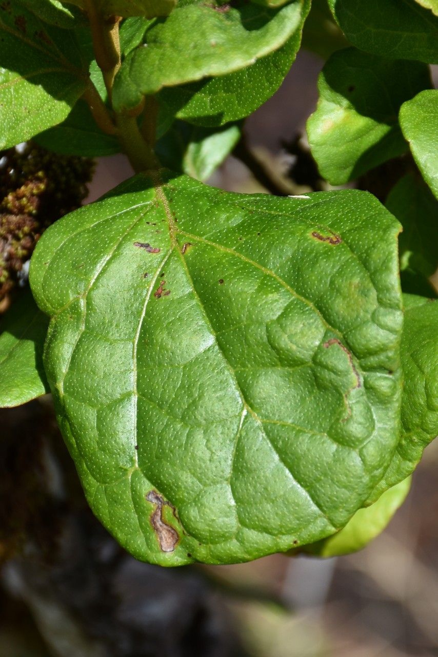 Croton grangerioides — houseplant care guide