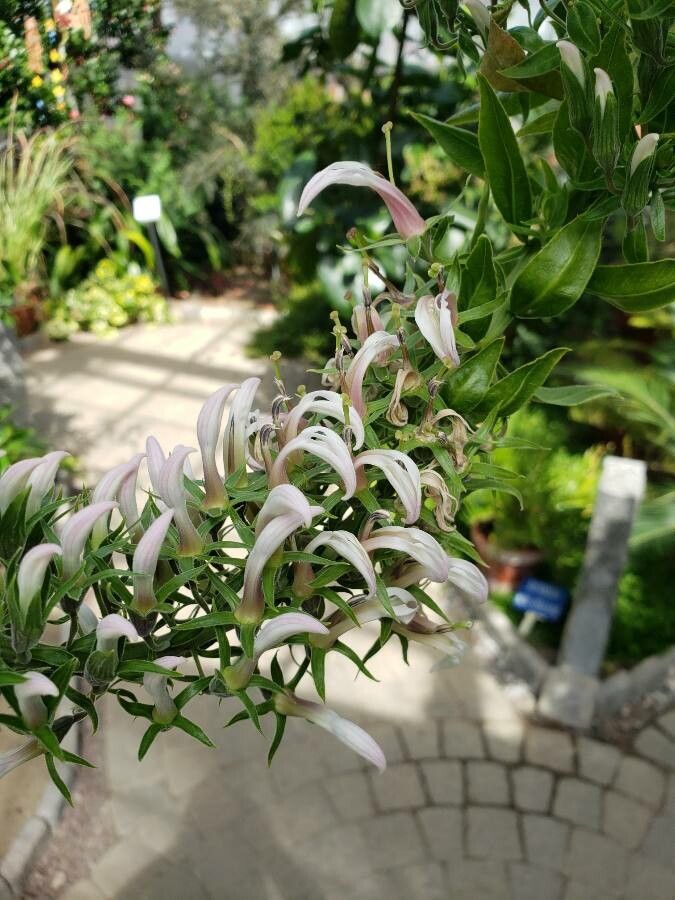 Lobelia nicotianifolia flower