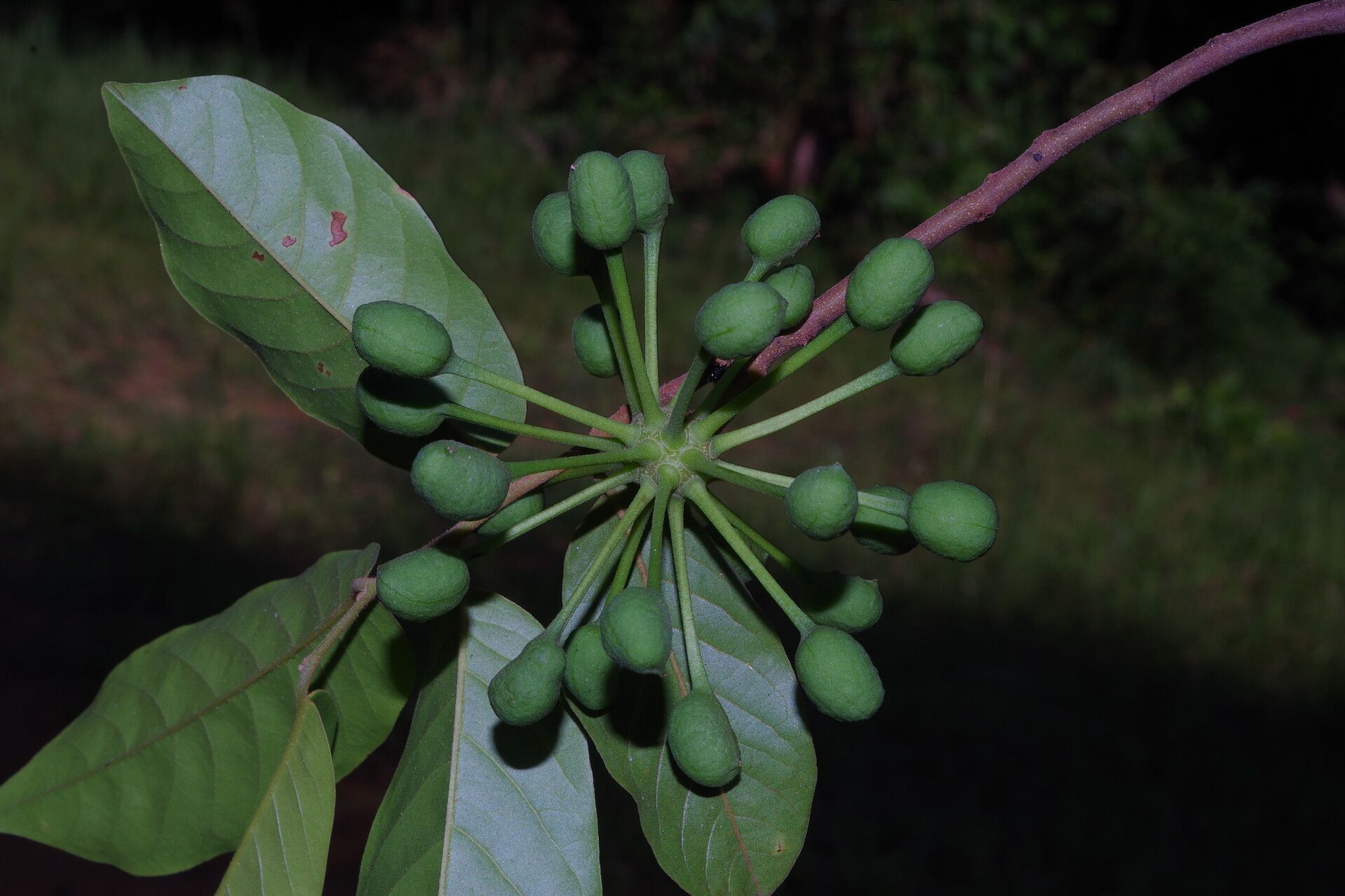 Uvaria comperei fruit