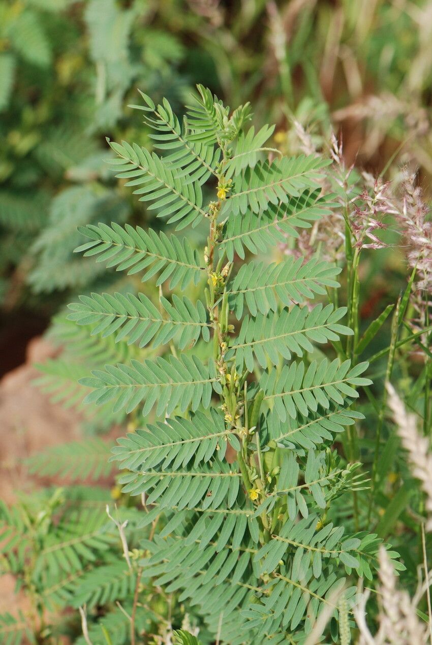 Chamaecrista nigricans — houseplant care guide