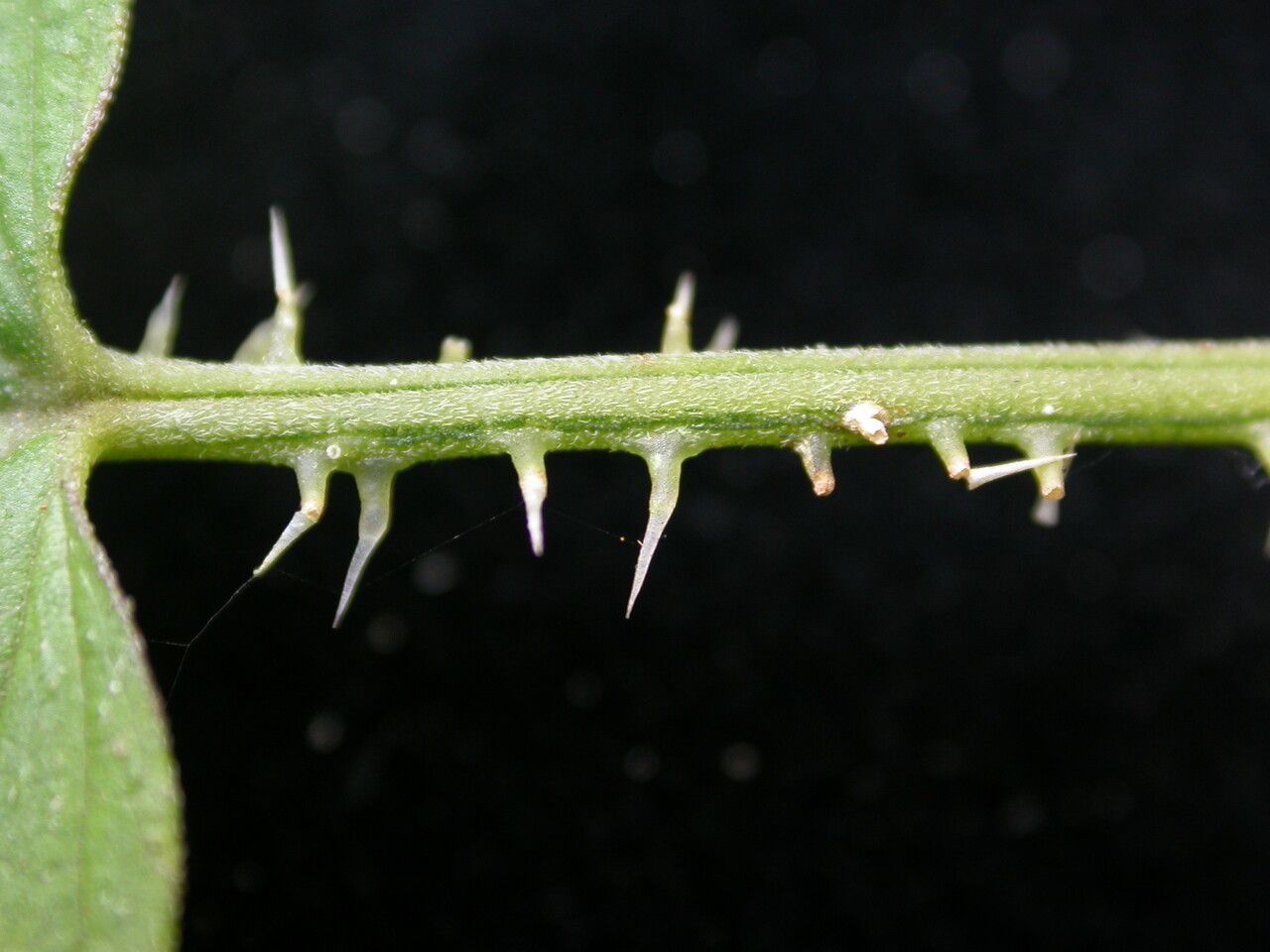 Urtica mairei — search result for 'Urtica'