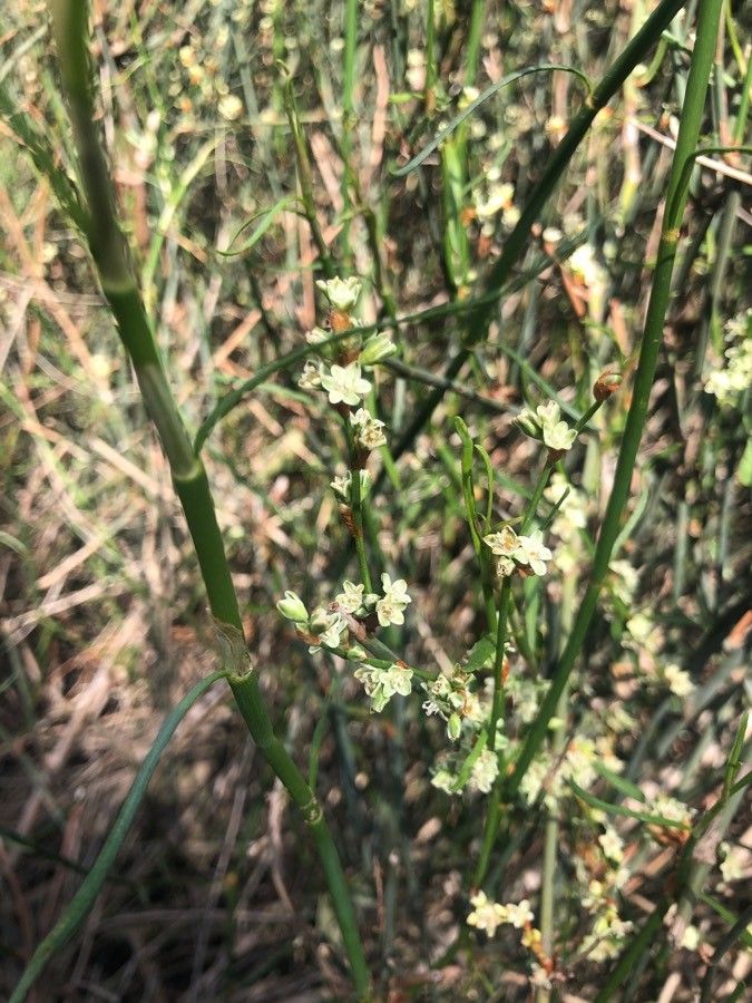 Duma florulenta — search result for 'Muehlenbeckia'