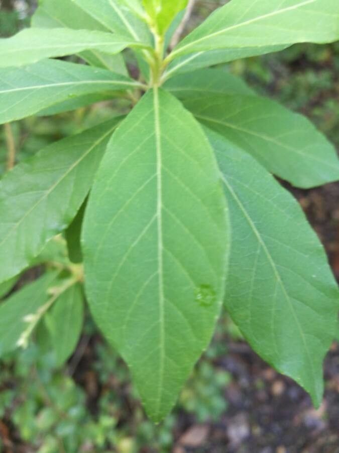 Vernonia albicaulis — related species from the same genus