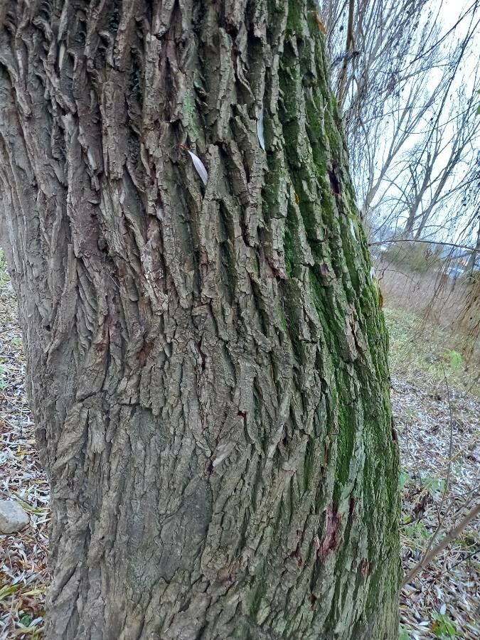 Salix x sepulcralis bark