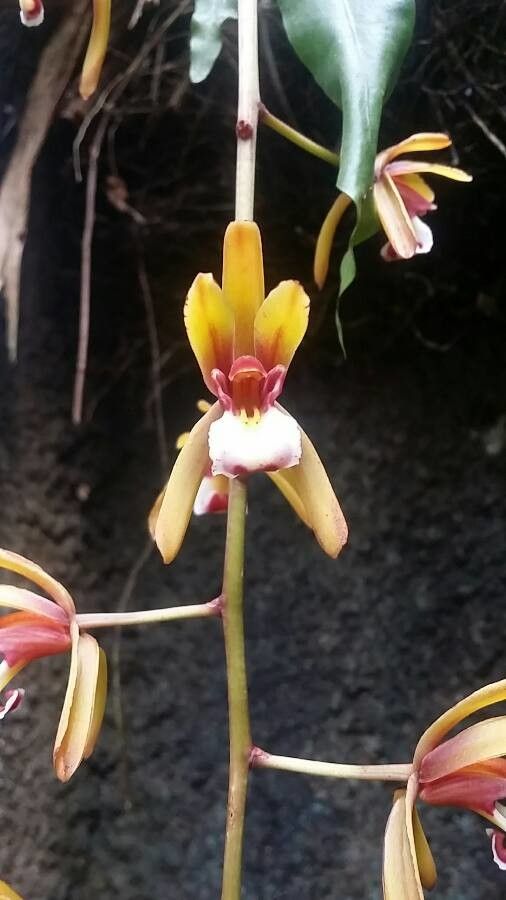 Cymbidium finlaysonianum flower