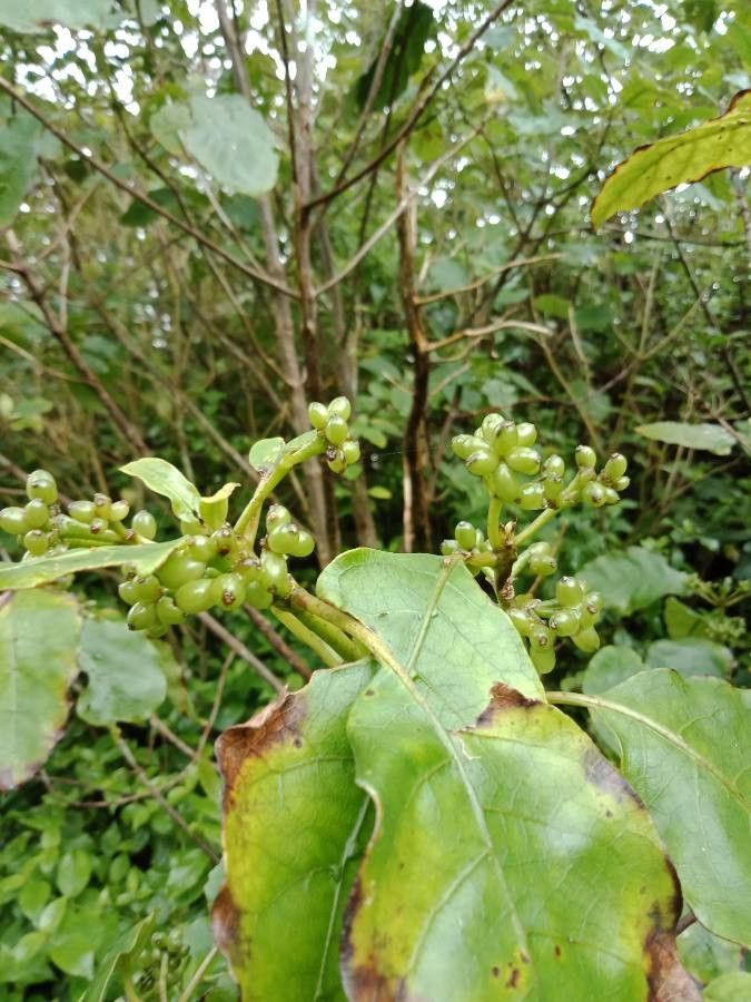Coprosma robusta fruit