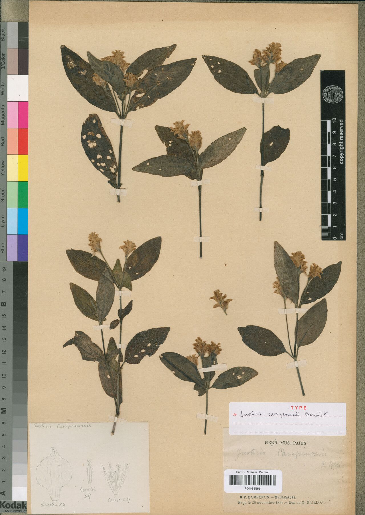 Justicia campenonii — houseplant care guide