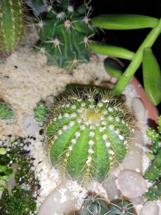 Coleocephalocereus aureus bark