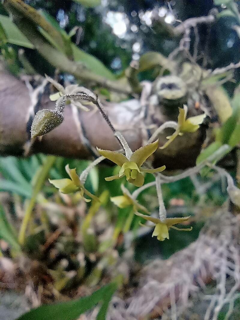 Epidendrum avicula — search result for 'Epidendrum'