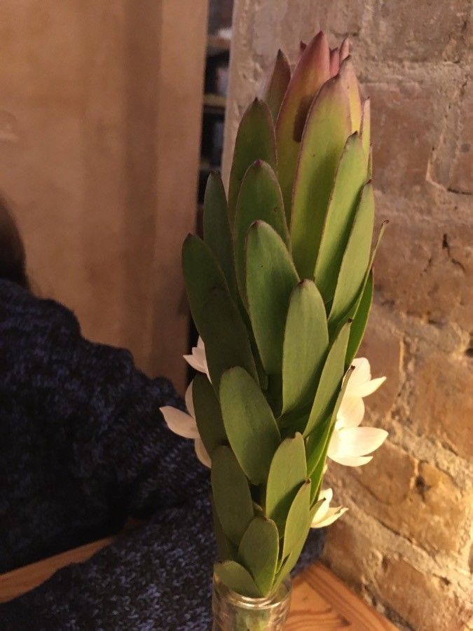 Ornithogalum thyrsoides leaf
