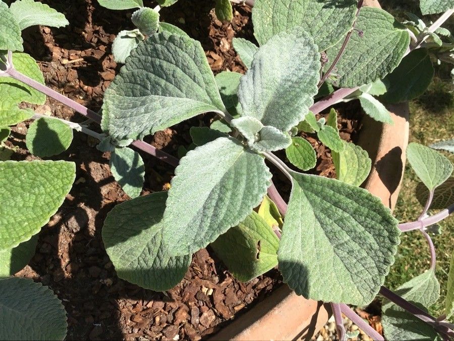 Plectranthus argentatus leaf