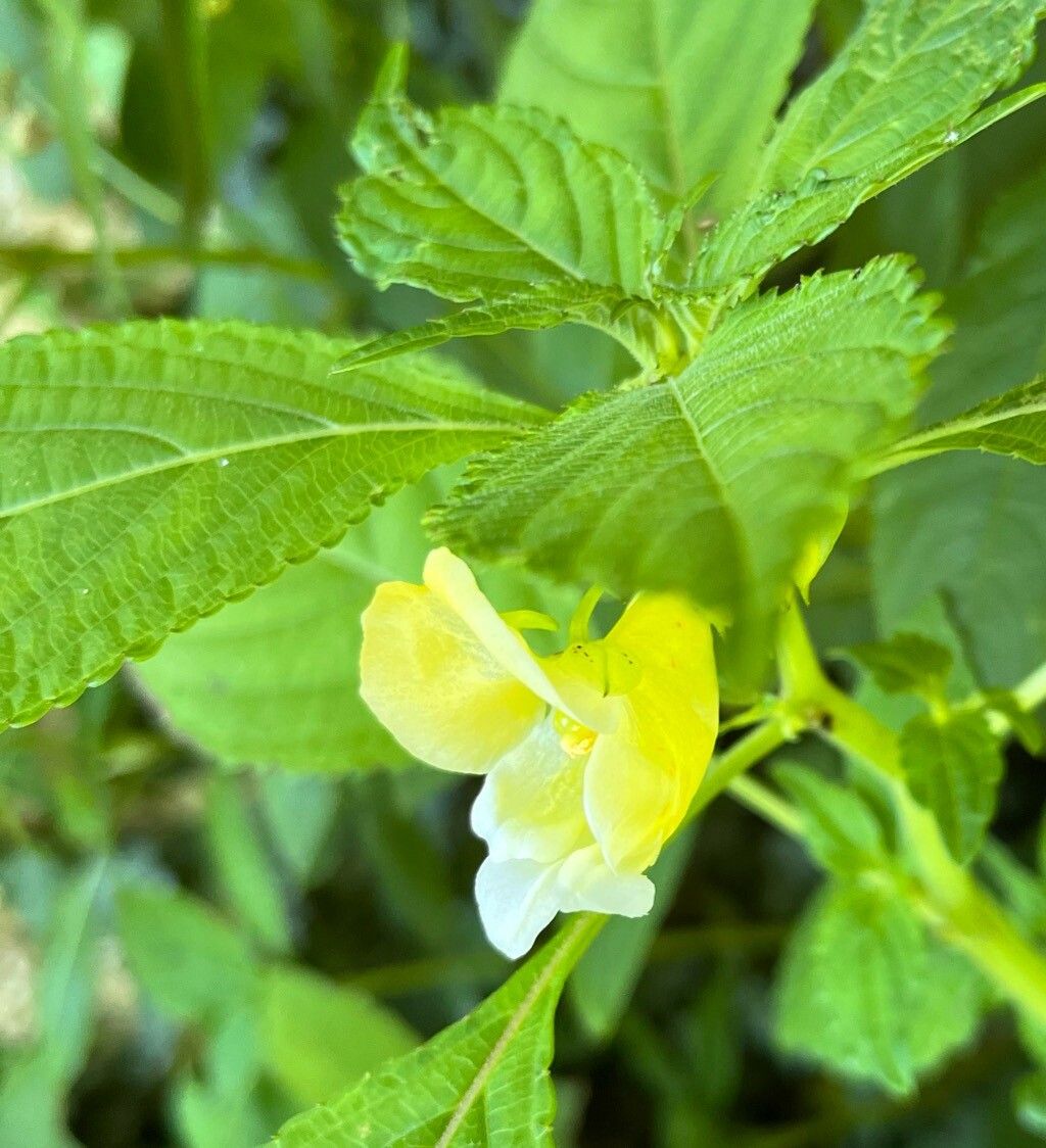 Impatiens scabrida flower