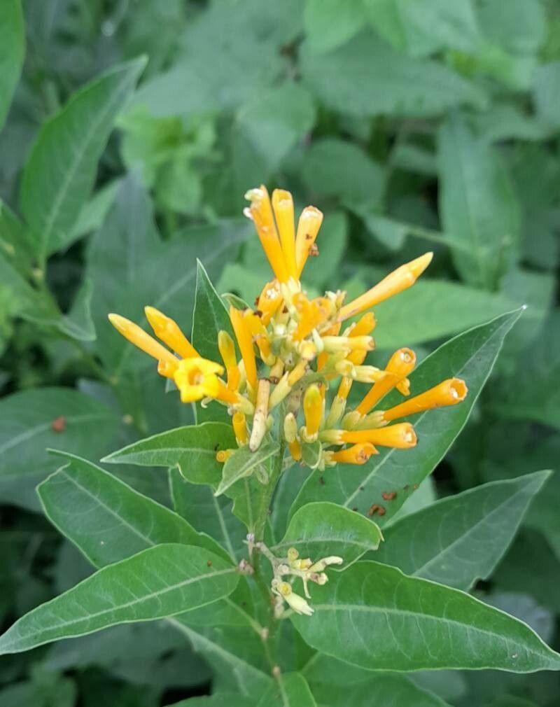 Cestrum lorentzianum flower