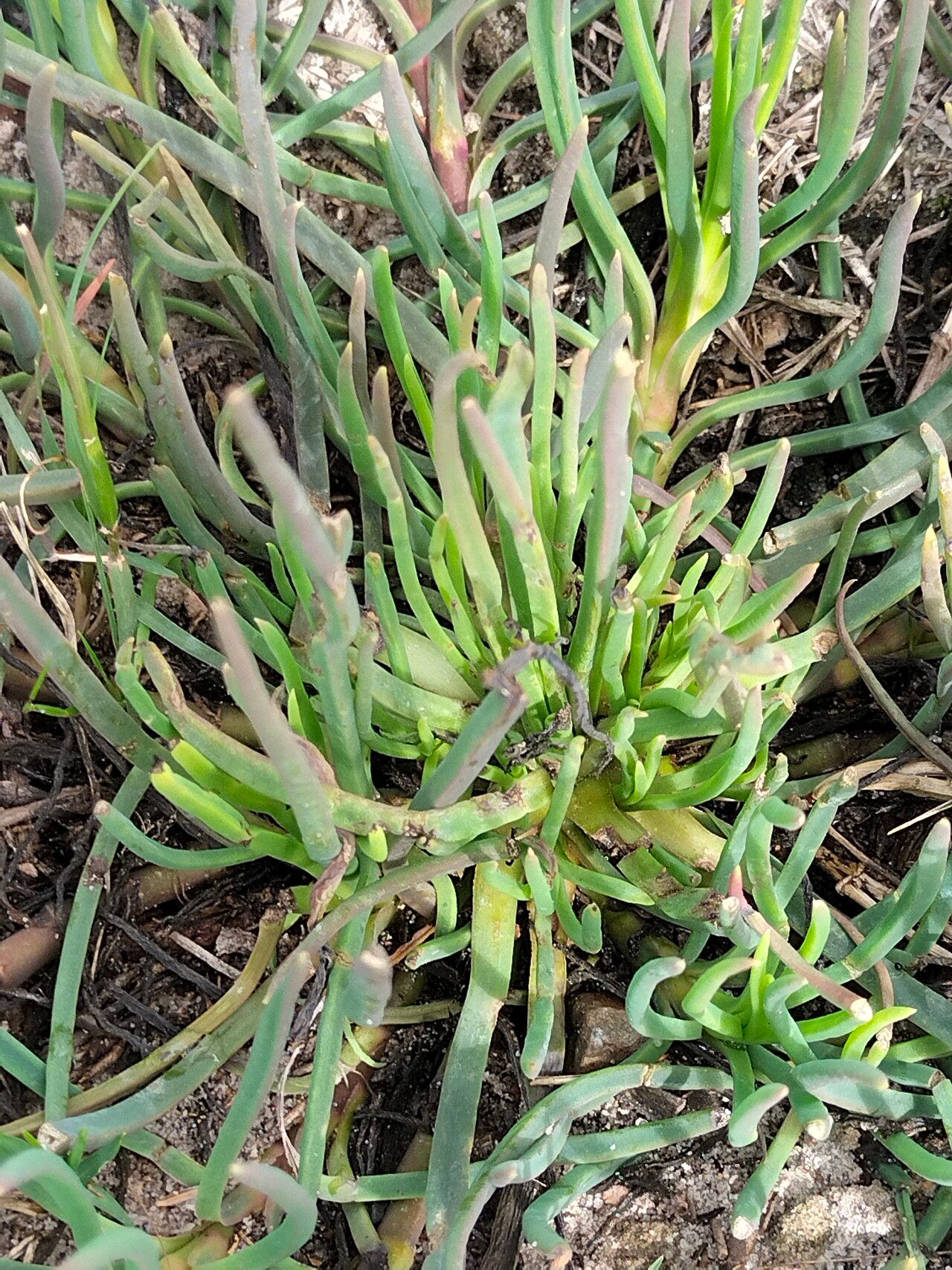 Conicosia pugioniformis bark