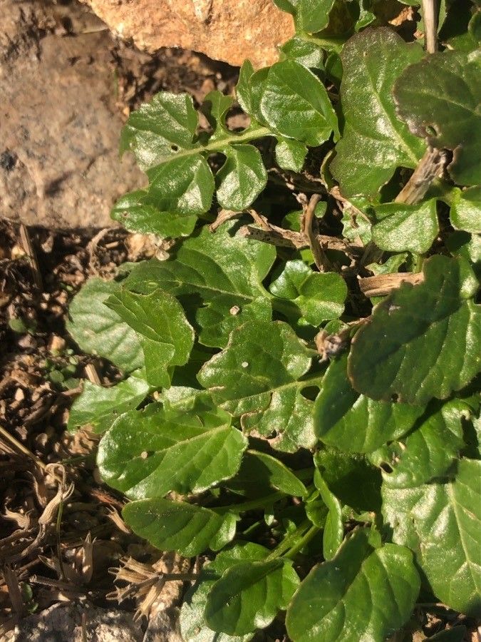 Barbarea intermedia leaf