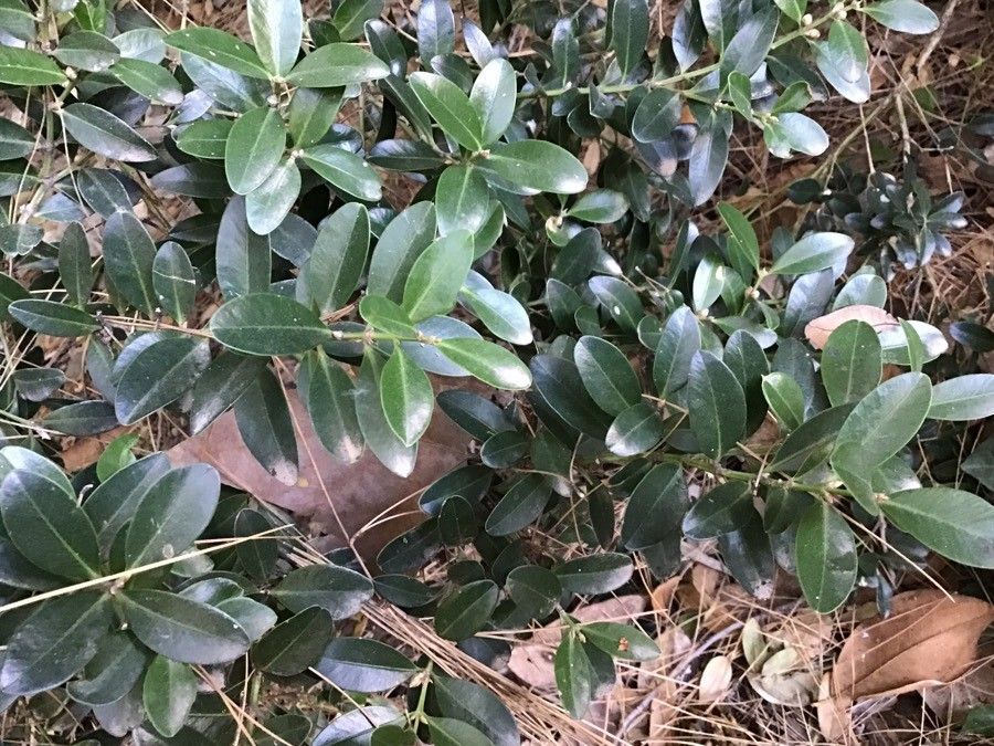 Buxus balearica leaf