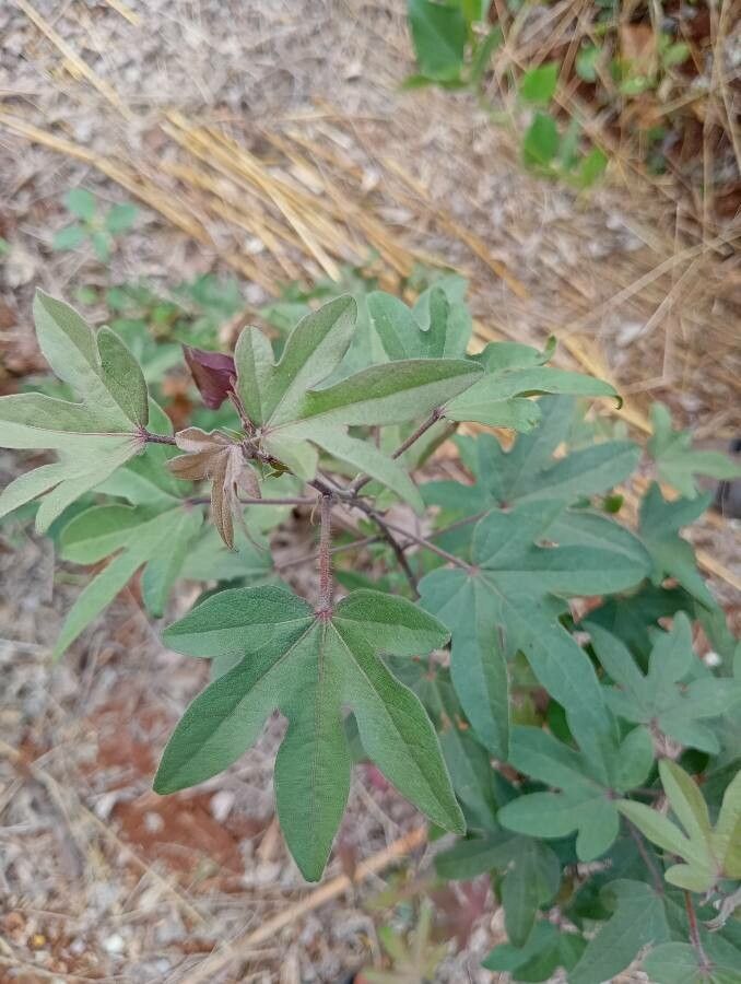 Gossypium arboreum — search result for 'Bangladesh'