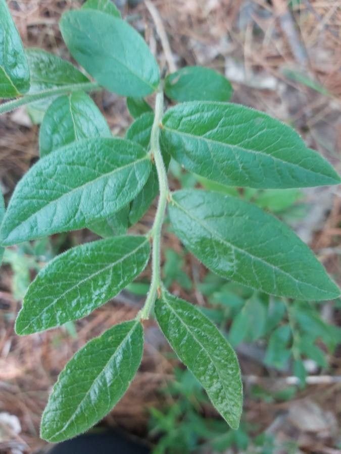 Vaccinium myrtilloides — cold hardy houseplant
