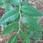 Vaccinium myrtilloides