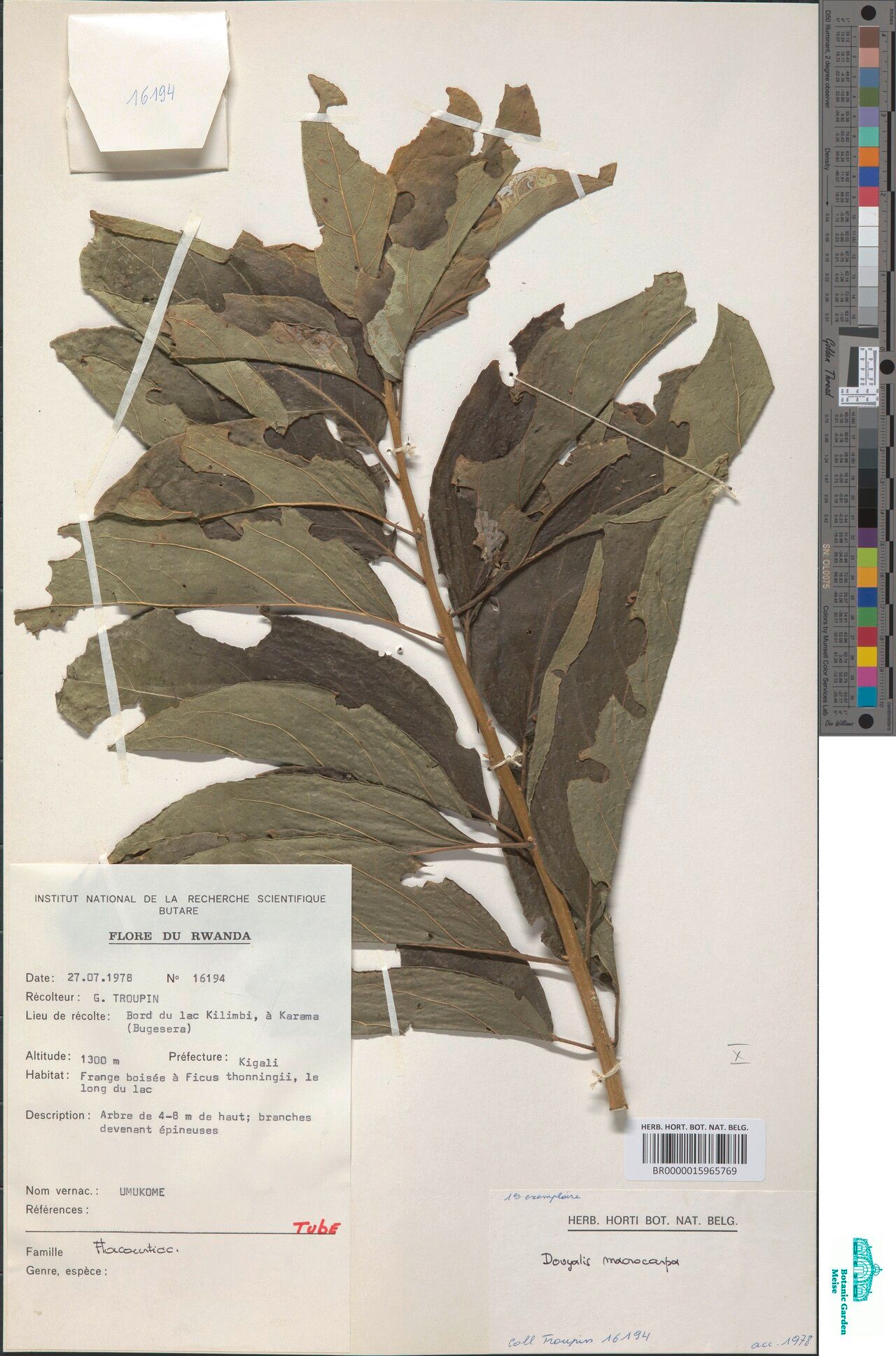 Dovyalis macrocarpa — houseplant care guide