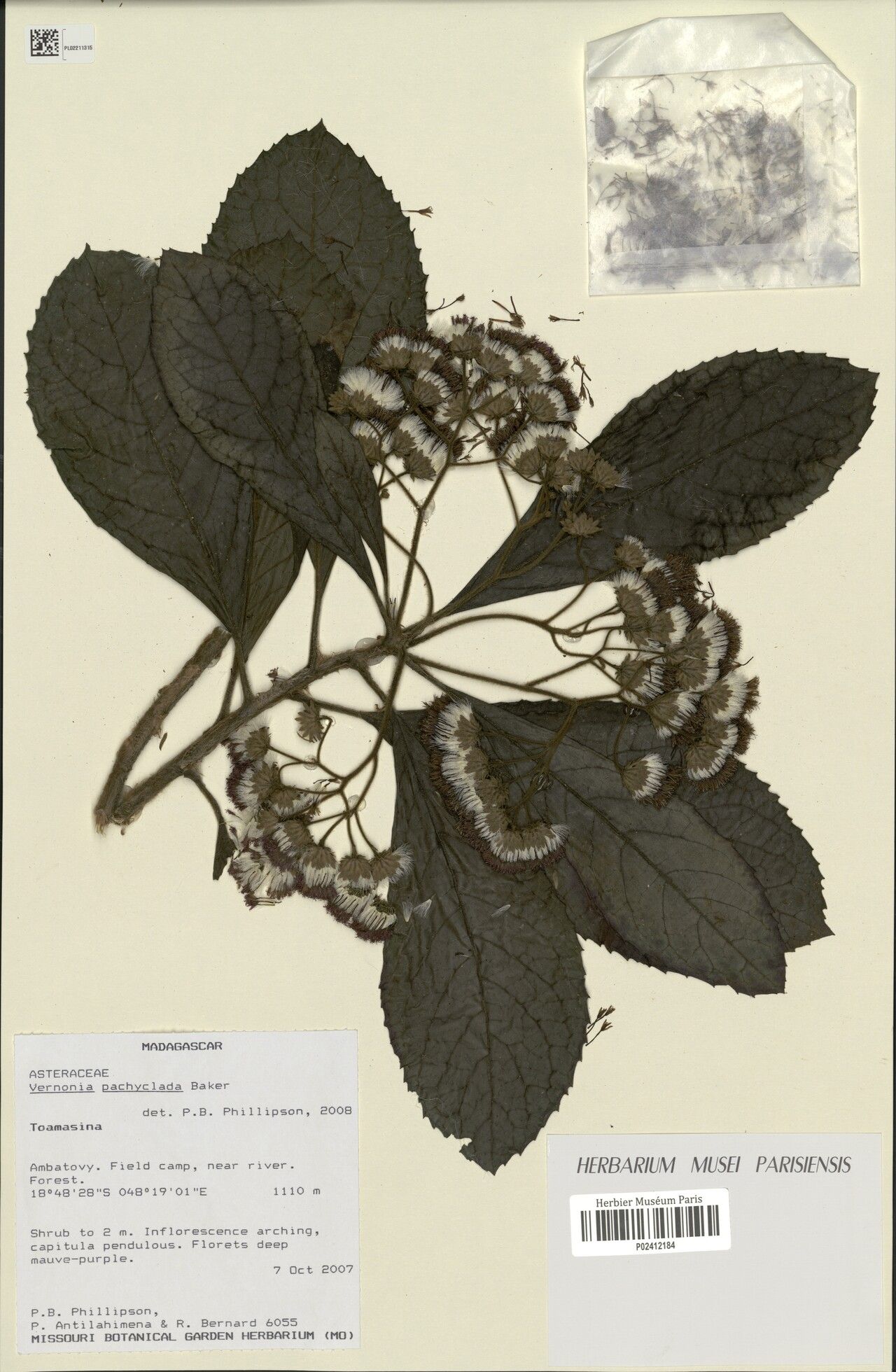 Vernonia pachyclada — houseplant care guide