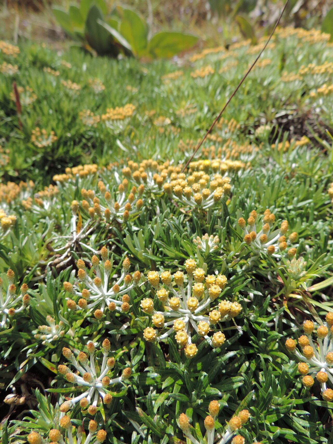 Helichrysum tillandsiifolium flower