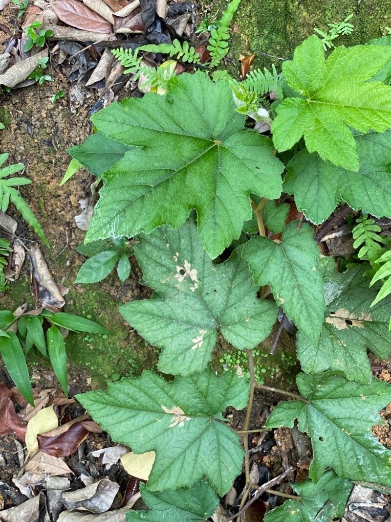 Camonea vitifolia leaf