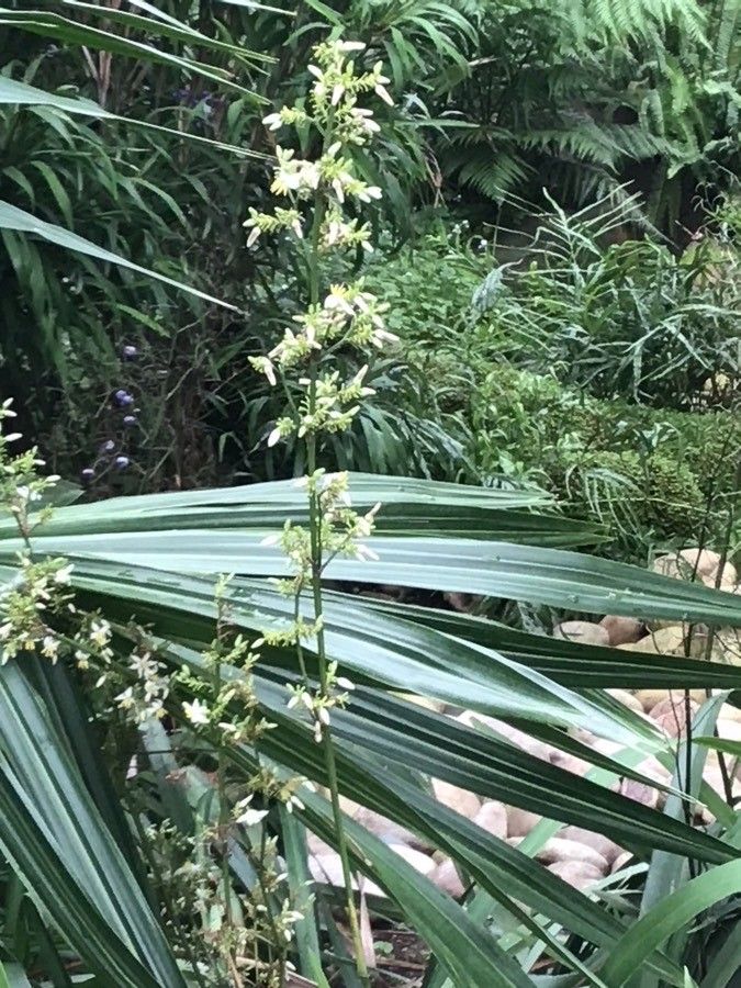 Dianella ensifolia flower