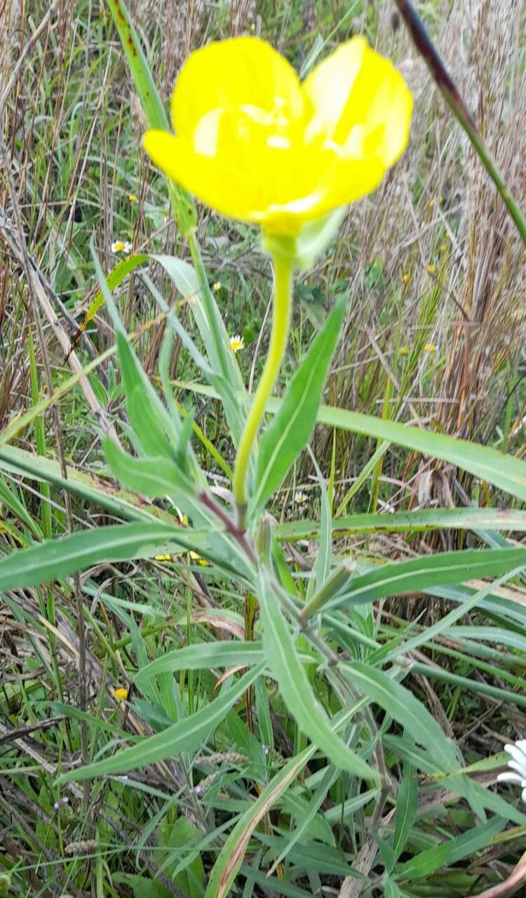 Oenothera affinis habit