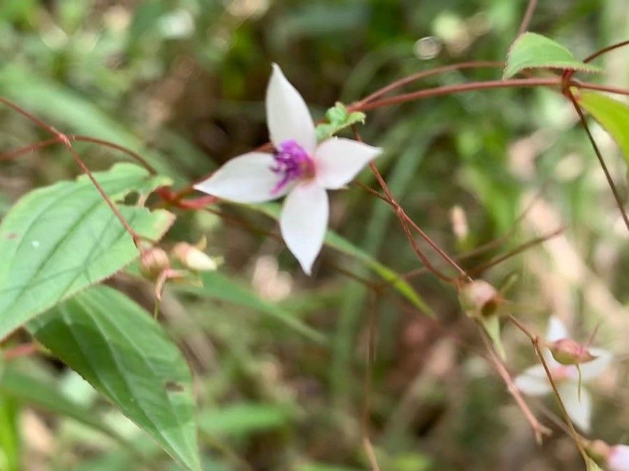 Nepsera aquatica — search result for 'Belize'