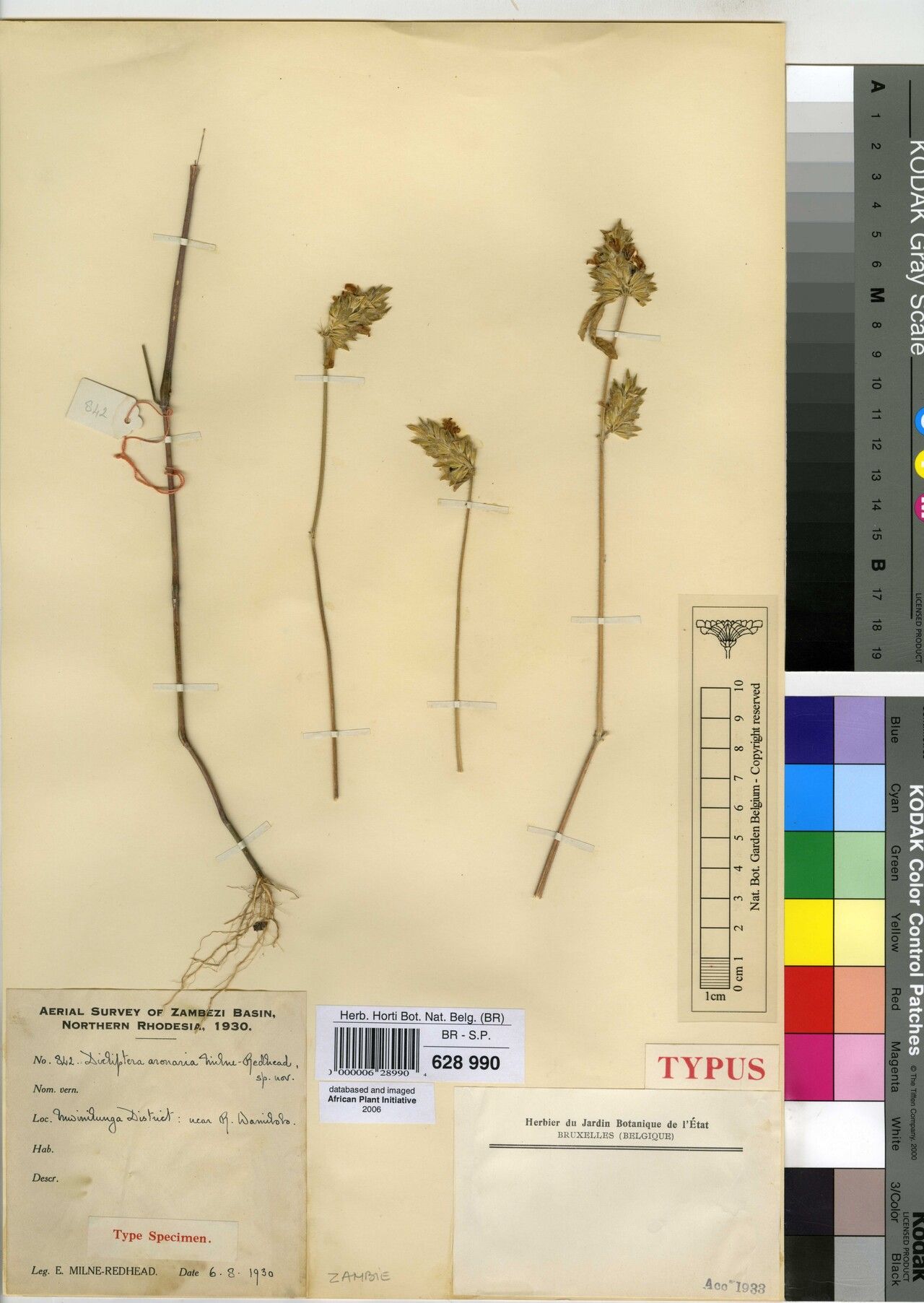 Dicliptera katangensis — houseplant care guide