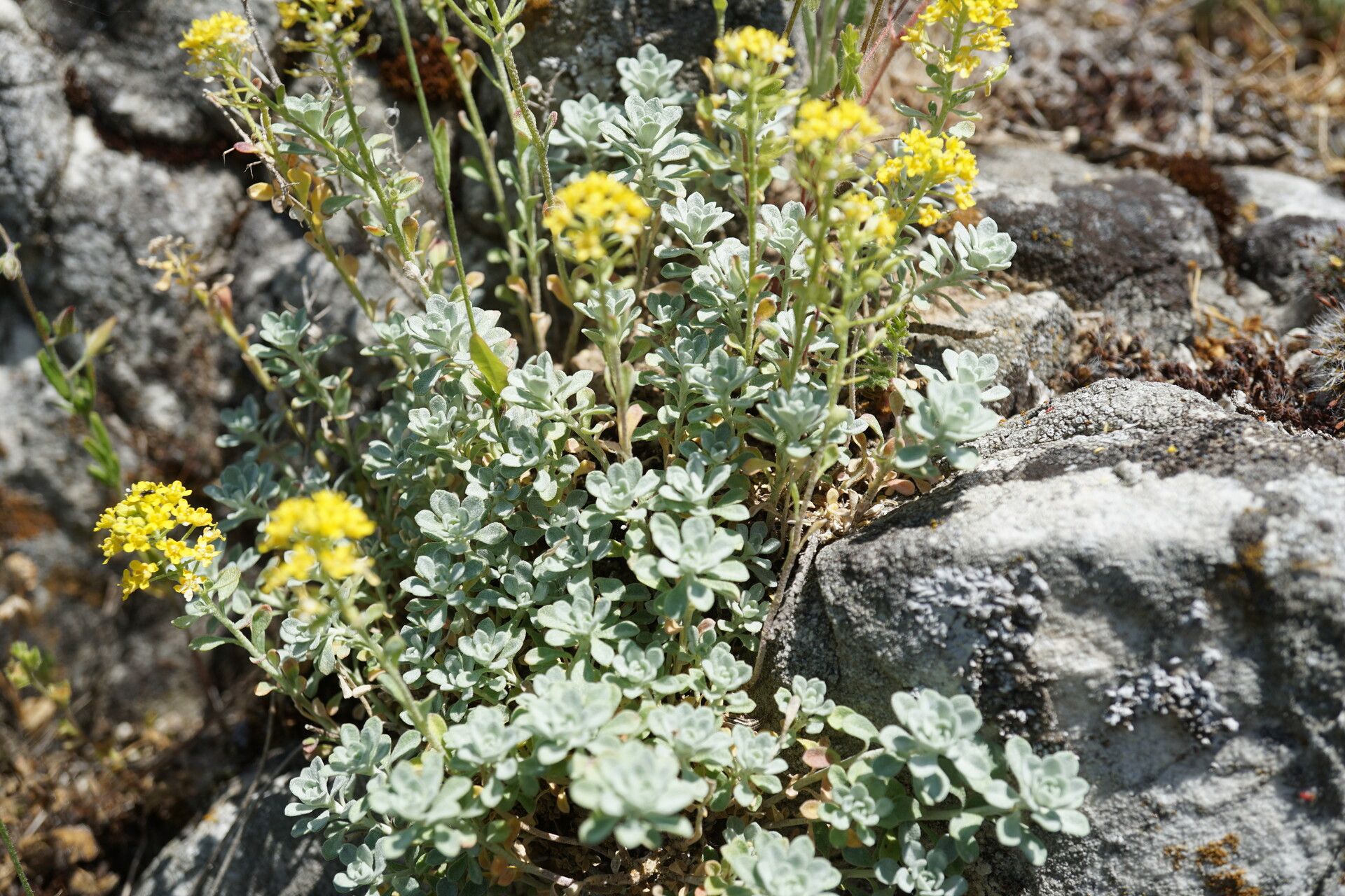 Odontarrhena obtusifolia — houseplant care guide