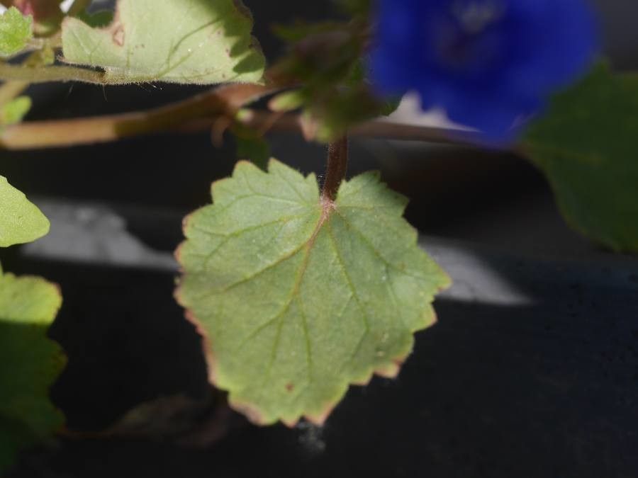 Phacelia parryi — search result for 'Phacelia'