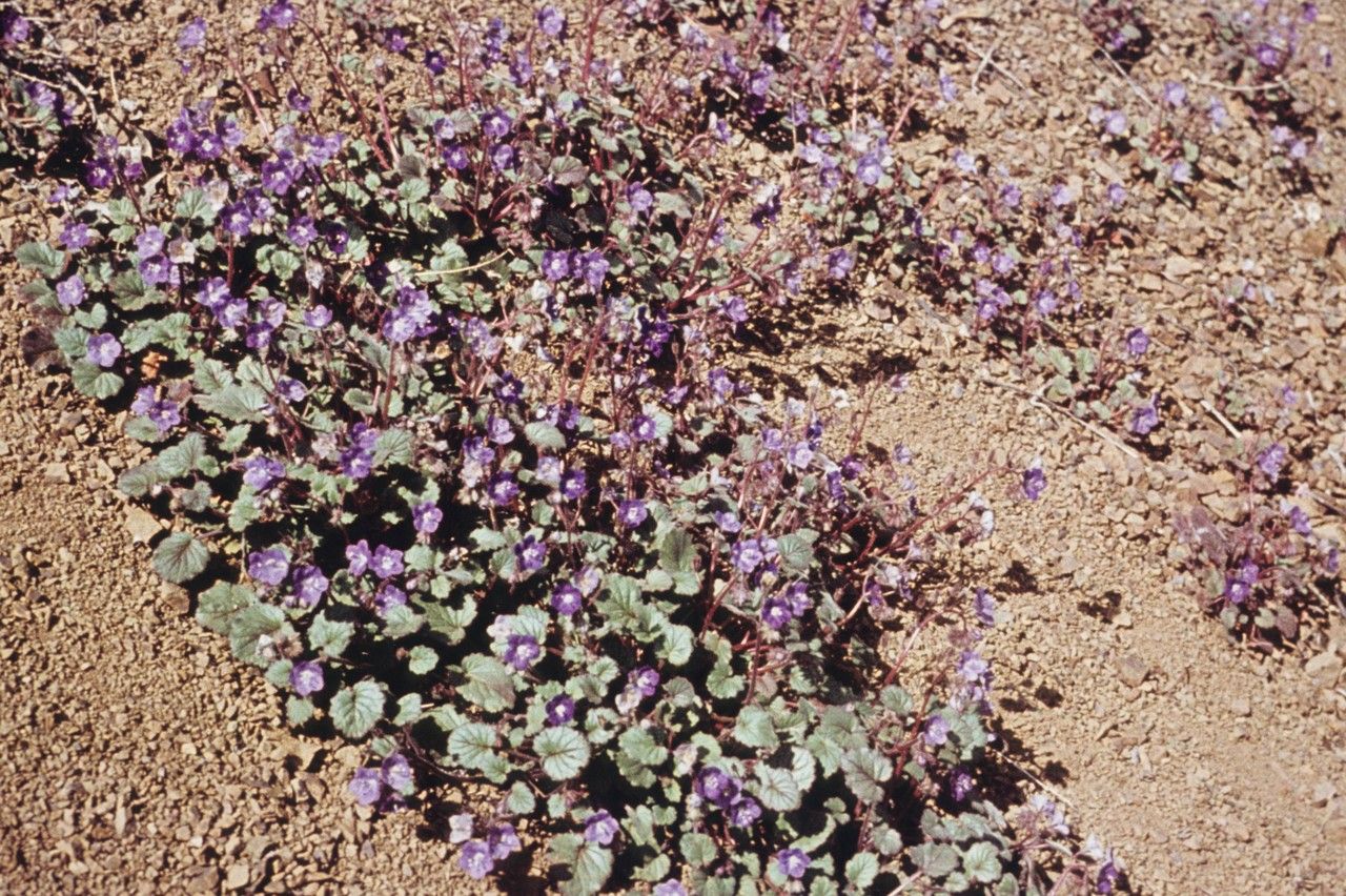 Phacelia longipes — houseplant care guide