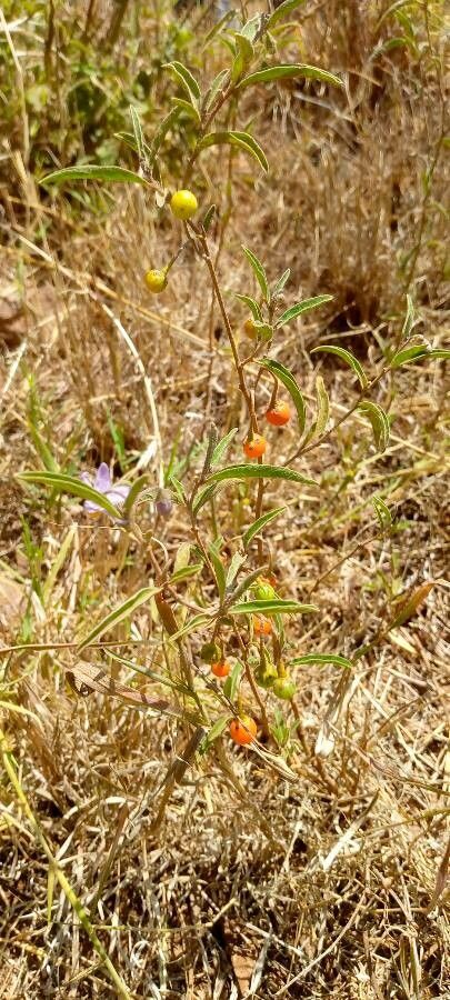 Solanum lanzae fruit