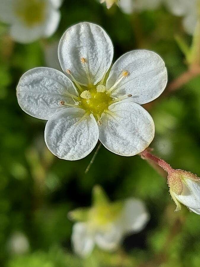 Saxifraga hariotii flower