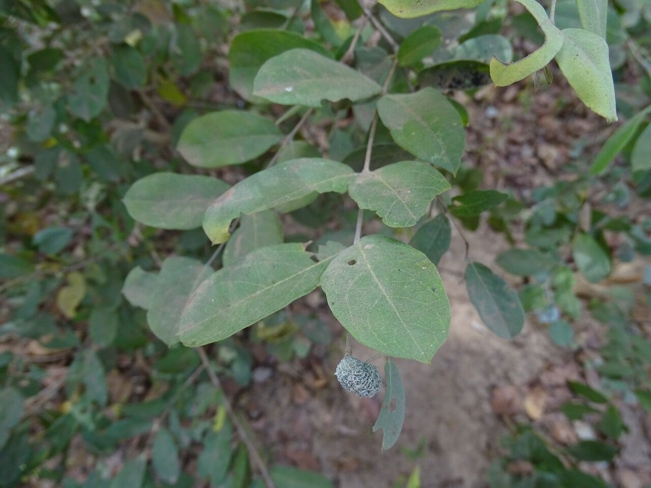 Guiera senegalensis leaf