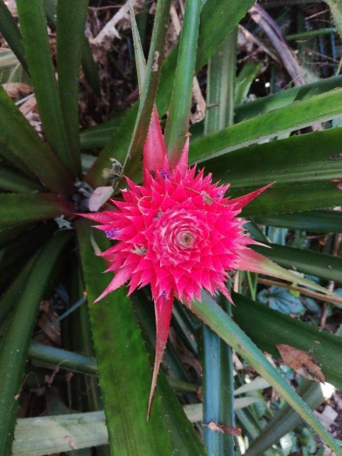 Ananas bracteatus flower