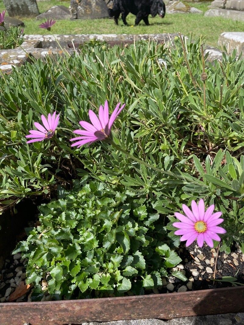 Dimorphotheca jucunda habit