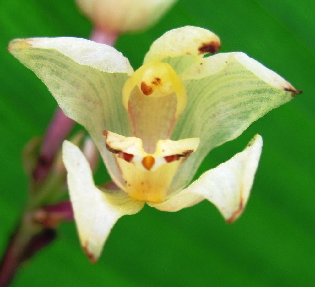 Govenia quadriplicata flower