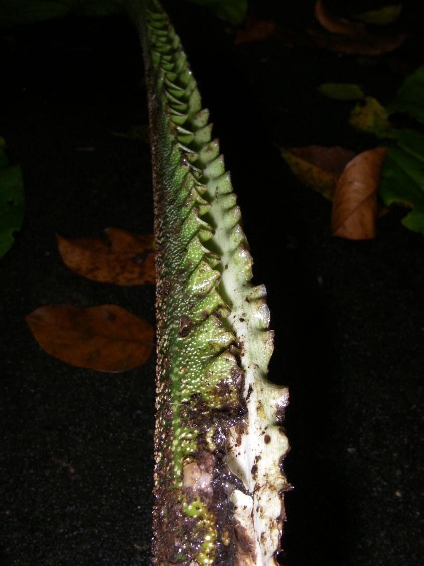 Monstera costaricensis flower