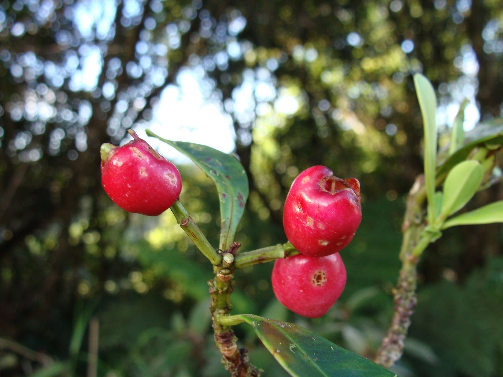 Syzygium tripetalum fruit
