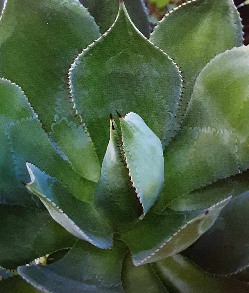 Agave warelliana — houseplant care guide