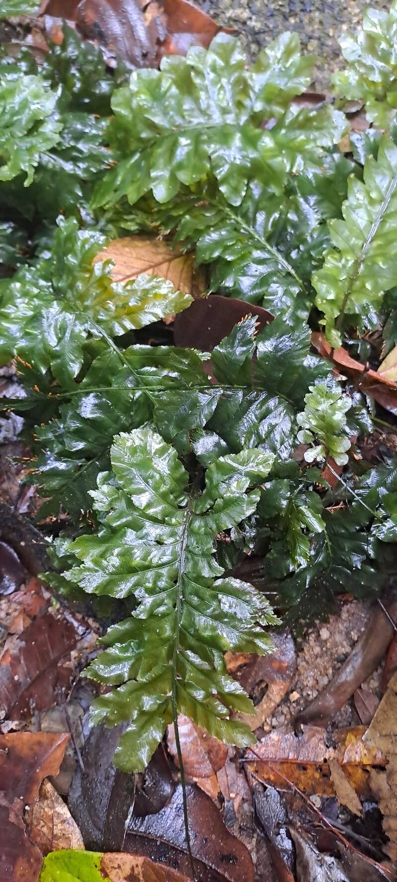 Trichomanes hostmannianum — houseplant care guide