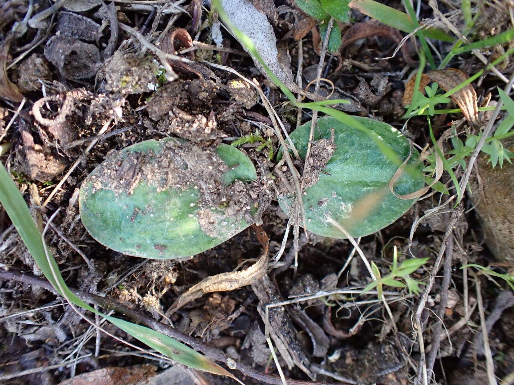 Ambrosina bassii — search result for 'Tunisia'