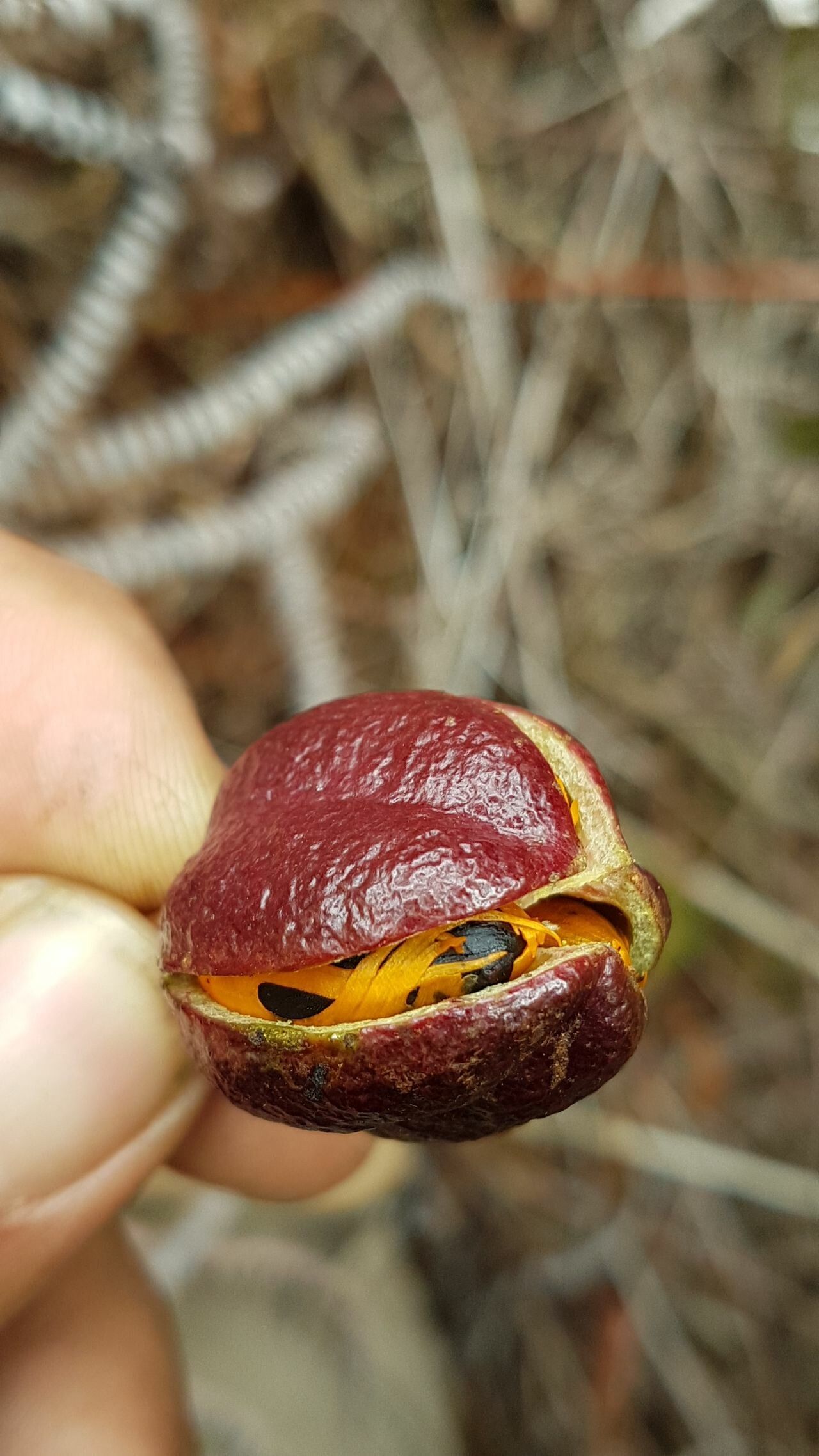 Harpullia austrocaledonica fruit
